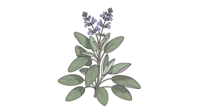 Vibrant botanical illustration of a fresh sage herb plant with delicate purple blooms