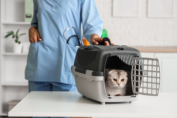 Female veterinarian with cute Scottish fold cat in pet carrier at vet clinic