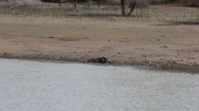 Wild warthog rolling in the mud