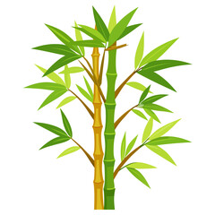 Obraz premium Bamboo tree vector illustration isolated on white background
