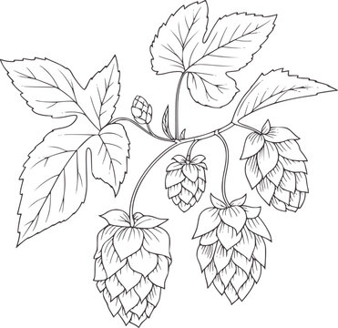 Botanical line of hop plant with cones and leaves nature