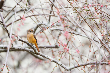 梅の木にとまる愛嬌のあるジョウビタキ