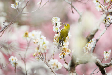 梅の木にとまる愛嬌のあるメジロ