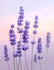 Obraz premium Lavendel in Fliederpastell