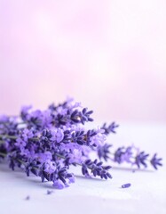 Fototapeta premium Lavendel in Fliederpastell