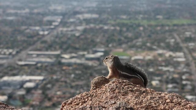 Harris's antelope squirrel digging in ground sitting on rock at camelback mountain phoenix scottsdale arizona (tiny striped furry rodent animal) wildlife close up city skyline background cute rocks