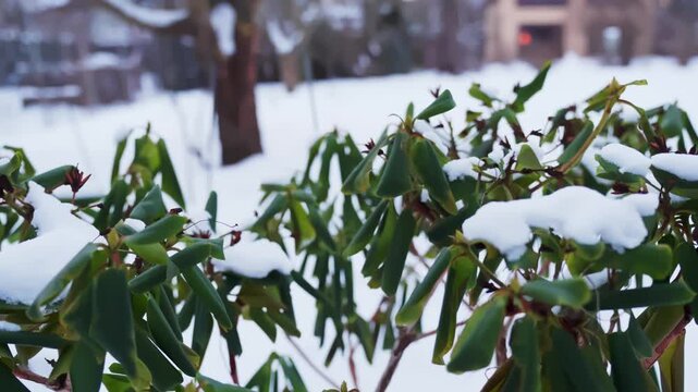Evergreen shrub with fresh snow caps on leaves in a quiet backyard garden, soft bokeh background and calm winter morning closeup.