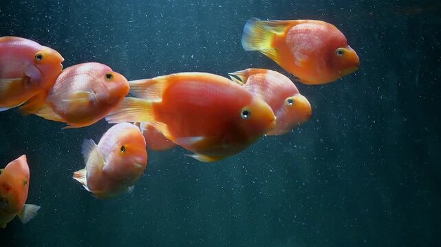 Ornamental fresh water blood parrot cichlids fish with blue water background underwater footage