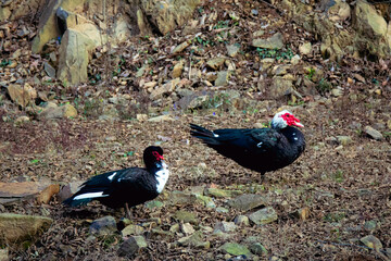 Pair of Muscovy Ducks Outdoors in Rural Farmyard, Wuhan China