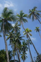 Obraz premium coconut palm trees