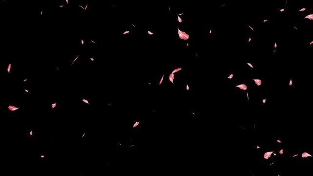 soft pink flower petals drifting down, 4k seamless loop, falling pink cherry blossom petals on black background, overlay with alpha channel.