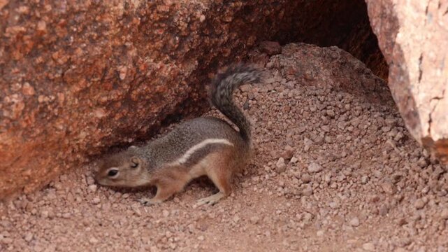 Harris's antelope squirrel digging in ground sitting on rock at camelback mountain phoenix scottsdale arizona (tiny striped furry rodent animal) wildlife close up city skyline background cute rocks