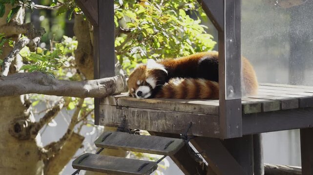 Close Up of a Red Panda taking a nap