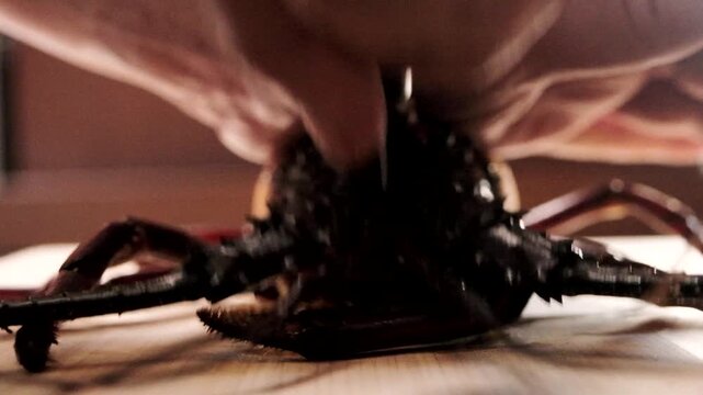 Japanese Chef Splitting Spiny Lobster Shell and Halving Ise Ebi