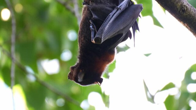 A flying fox hanging upside down from a tree branch amidst lush greenery, turning around and looking into the camera, chewing on fruit pulp, close up shot.