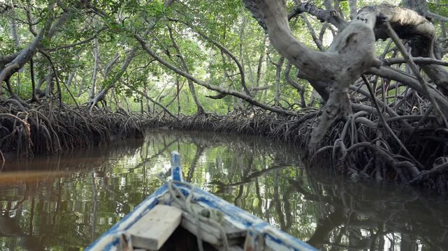 View from a small boat moving slowly through dense mangrove forest with tangled roots, arching trees, and sunlight filtering through the canopy in Malindi, Kenya.