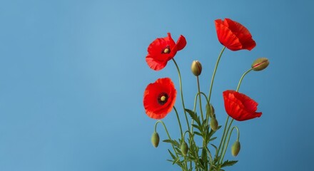 Obraz premium Red Poppies on Blue Background.