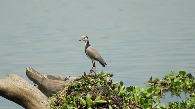Long-toed lapwing standing on floating vegetation and driftwood at Lake Naivasha in Kenyawhewre