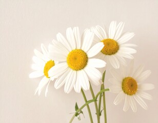 Fototapeta premium Gänseblümchen in Cremeweiß
