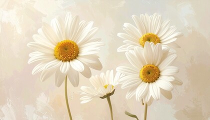 Fototapeta premium Gänseblümchen in Cremeweiß