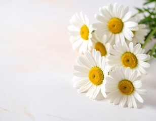 Fototapeta premium Gänseblümchen in Cremeweiß