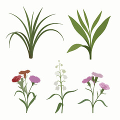 Fototapeta premium Realistic 3D Arthropodium Convallaria and Dianthus plant collection isolated on white background
