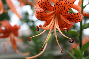 Orange Tiger Lily Flower With Black Spots And Curved Stamens