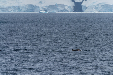 Fototapeta premium Close-up of a killer whale, Orcinus orca, swimming in the waters of the Antarctic peninsula, near Anvers Island.