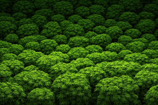 Aerial View of Lush Green Forest Canopy.