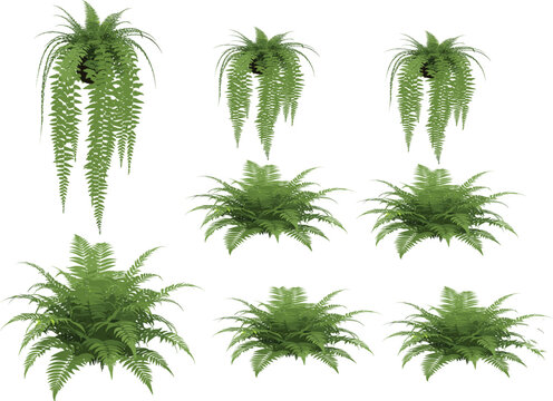 Realistic green fern plant collection with hanging and bush foliage isolated on white background botanical illustration