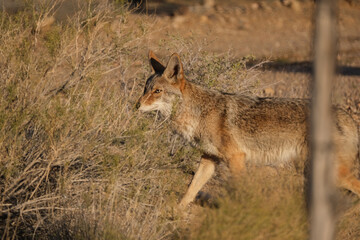 Coyote running into the bushes in a desert landscape.