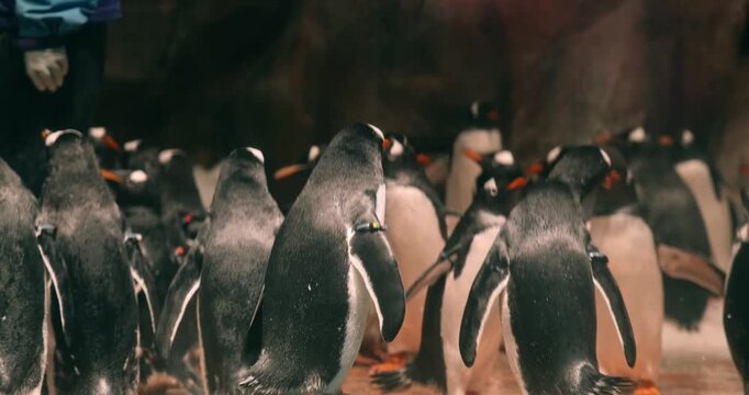 Gentoo penguins interacting and squawking in zoo enclosure with rocky background. wildlife, antarctic birds, animal behavior, nature, conservation, zoo exhibit, flightless birds, marine life.