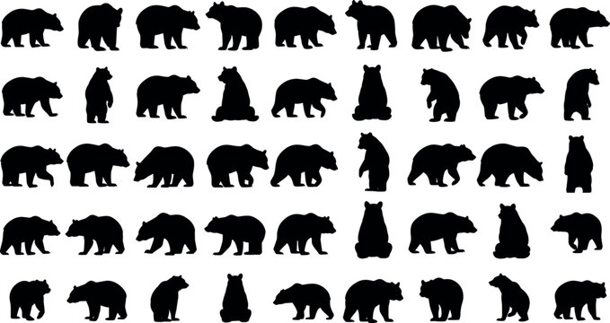 Large collection of wild bear animal silhouettes in different poses like walking standing and sitting for nature vector design elements