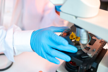 Close up of scientist researcher looking at test sample in petri dish over microscope working in lab