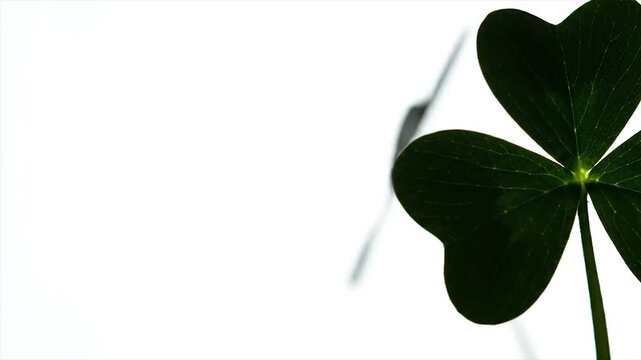 Close up of a dark green shamrock clover leaf on a white background.