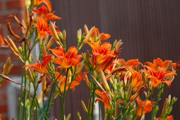 Gelbrote Taglilie (Hemerocallis fulva). Blume im Garten. Stauden Beet bepflanzen © anjajuli