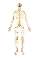 Human Nervous System Anatomy Isolated on Transparent Background, Detailed Medical PNG Illustration Showing Brain, Spinal Cord and Peripheral Nerves for Healthcare, Neurology, Biology Education, Medica