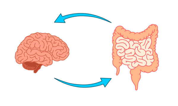 Gut-brain connection. The enteric nervous system in the human body. Signals from the brain to the digestive tract. Simple flat vector illustration for medical posters, clinics, or science studies.