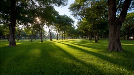 Obraz premium Long patterned shadows stretch across a lush green park lawn under mature trees bathed in soft sunlight