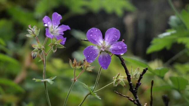 Icelandic Wildflower Purple Wood Cranesbill Bl&aacute;gresi in Iceland in June Geranium Sylvaticum with Water Drops