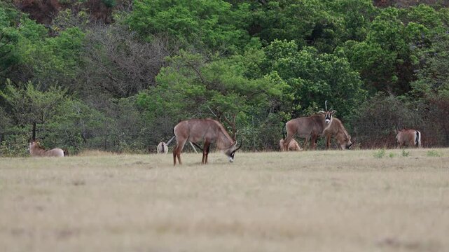 Water Buck grazing in Milwane Game Reserve, Eswatini