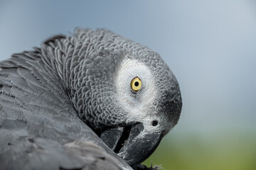 Obraz premium Portrait of African grey parrot against jungle. Side view of wild grey parrot head on green background