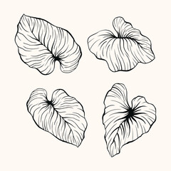 Set of Four Hand-Drawn Black Outline Tropical Leaves for Botanical Illustrations and Design Elements © AKLIMA