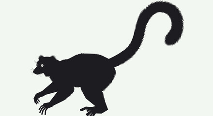 Obraz premium Silhouette of a lemur with a long curled tail walking.
