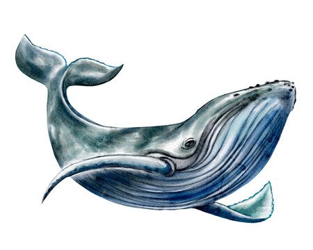 Realistic Whale Illustration