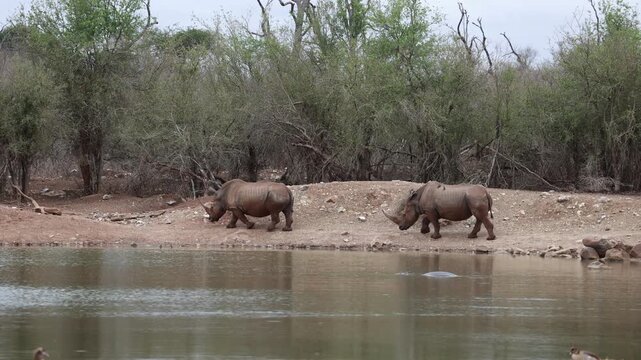 Wild white rhino in Hlane Royal National Park, eSwatini