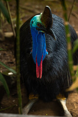Southern cassowary Casuarius casuarius ; adult male portrait