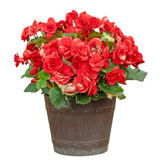 Spring scenes of red and pink begonia blooming flowers. red blooming begonia plant . Png transparency