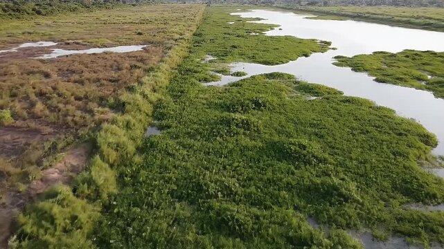 Lush Green Wetland Vegetation and Swamp Grass Growing on Water Surface in Tropical Environment - Aerial Drone Shot