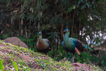 Fototapeta premium Amazing and beautiful image of peacock